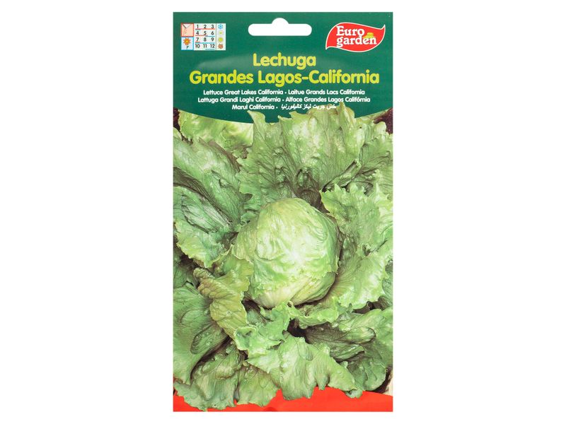 Semilla-Eurogarden-Lechuga-Grades-Lagos-1-13950