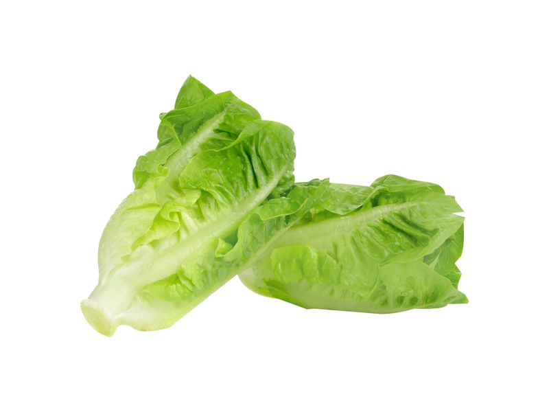 Lechuga-Romana-1-Unidad-1-73