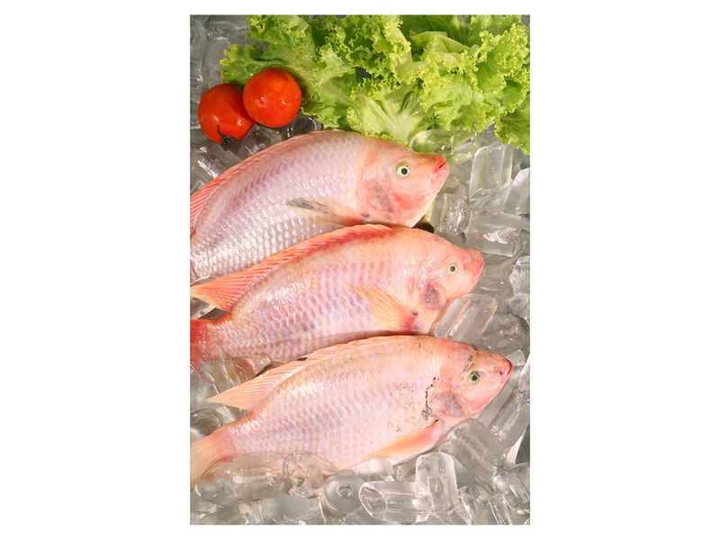 Tilapia-Pesca-Fresca-Roja-Sin-Escama-Abc-Fresco-Granel-Lb-2-5766