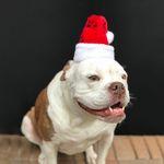 Gorro-Santa-Mascotas-10Plg-4-15026