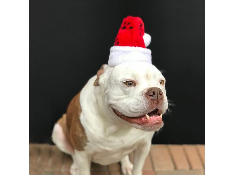 Gorro-Santa-Mascotas-10Plg-4-15026