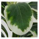 Planta-Mainstays-Artificial-Con-Canasta-19Cm-2-28471
