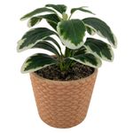 Planta-Mainstays-Artificial-Con-Canasta-19Cm-1-28471