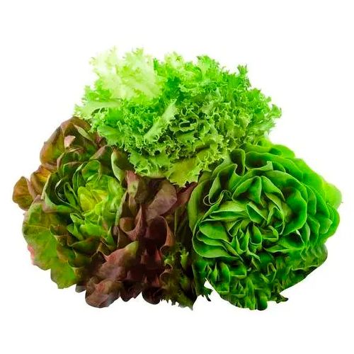 Lechuga Salanova Bolsa Three Pack
