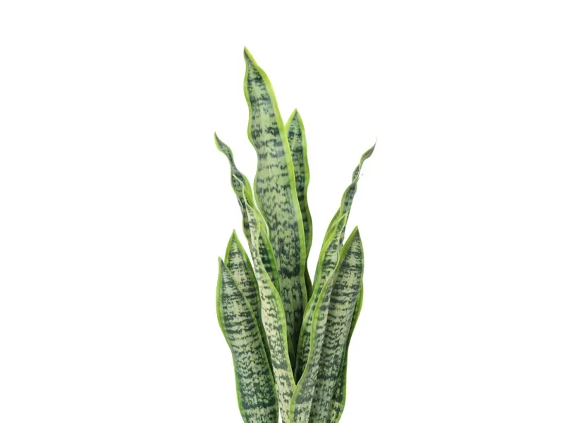 GTIN-6974221247527-03