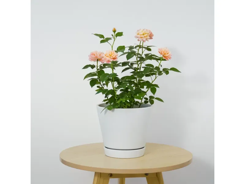 GTIN-6952397403756-06