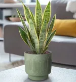 GTIN-6952397406450-06