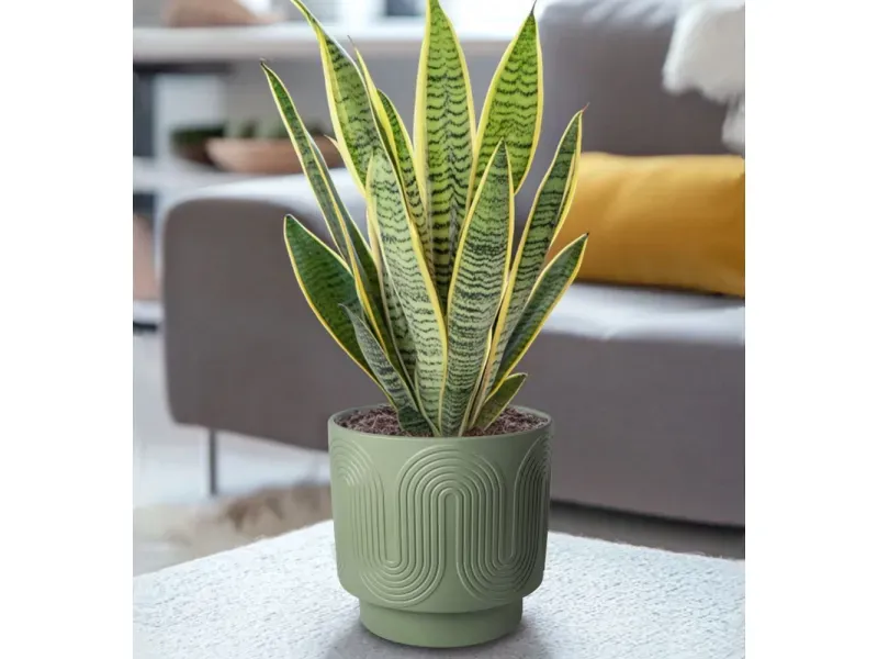 GTIN-6952397406450-06